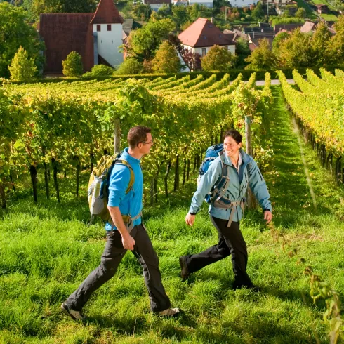 zwei Personen wandern durch Weinberge auf dem Pfälzer Weinsteig, im Hintergrund ist der Pfälzerwald und die Madenburg zu sehen